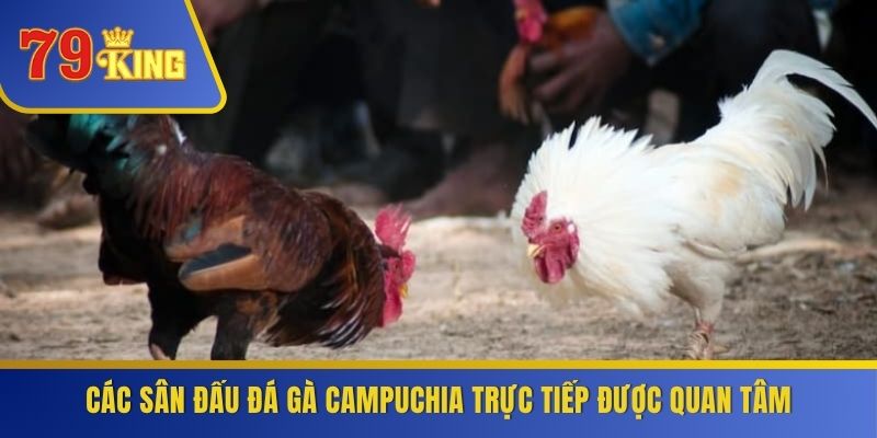 Các sân đấu đá gà Campuchia trực tiếp được quan tâm