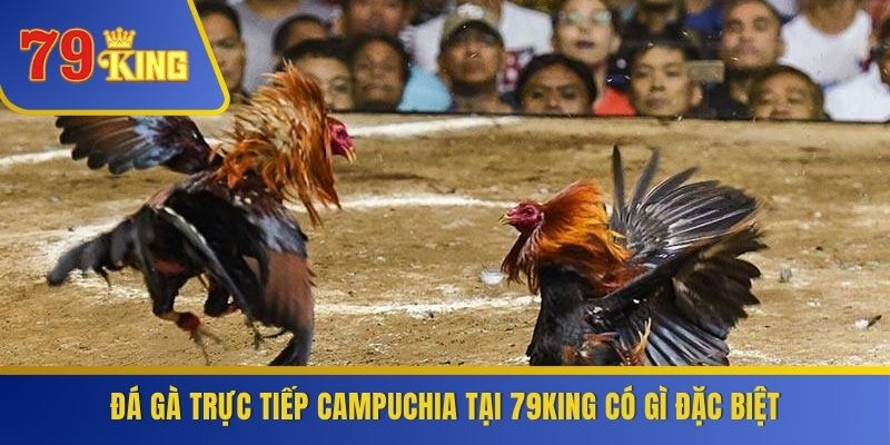 Đá gà trực tiếp Campuchia tại 79KING có gì đặc biệt