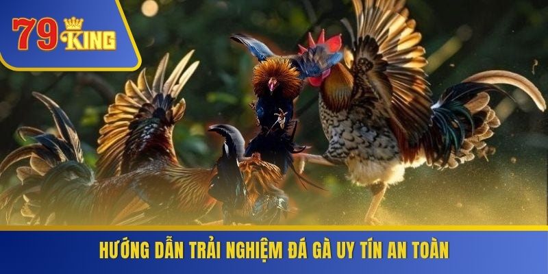 Hướng dẫn trải nghiệm đá gà uy tín an toàn