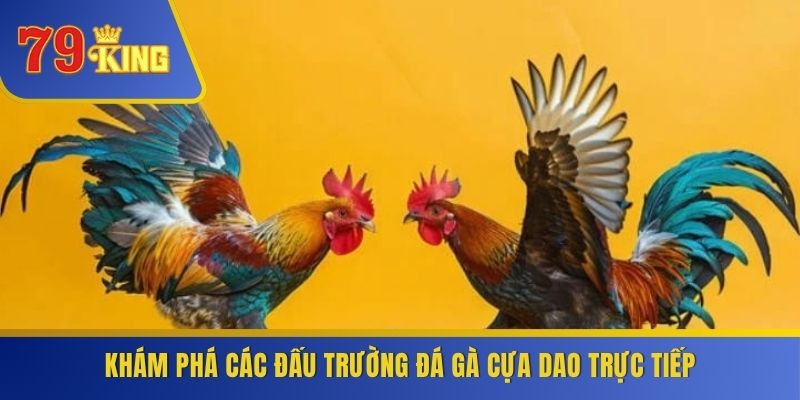 Khám phá các đấu trường đá gà cựa dao trực tiếp