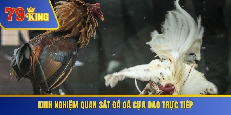 Kinh nghiệm quan sát đá gà cựa dao trực tiếp