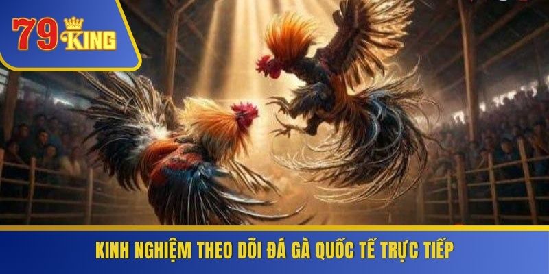 Kinh nghiệm theo dõi đá gà quốc tế trực tiếp