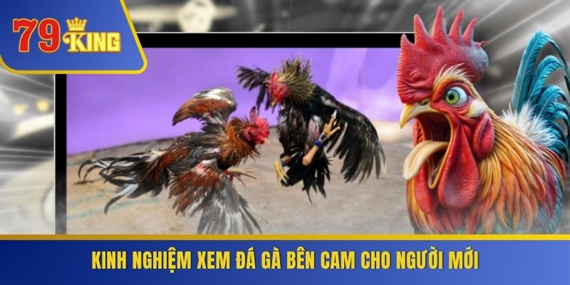 Kinh nghiệm xem đá gà bên Cam cho người mới