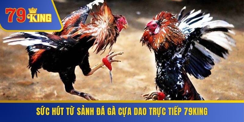 Sức hút từ sảnh đá gà cựa dao trực tiếp 79KING