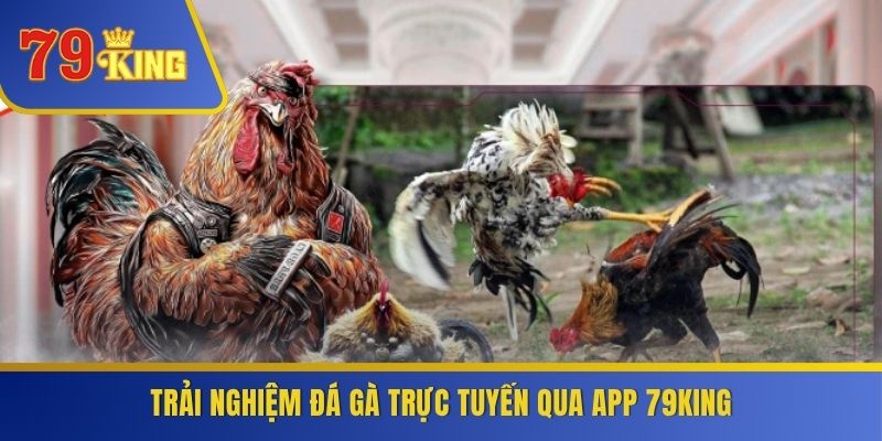 Trải nghiệm đá gà trực tuyến qua app 79KING